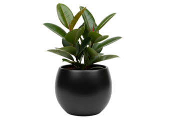Lush, vibrant ficus plant sits in a smooth, dark, round pot against a stark black background.