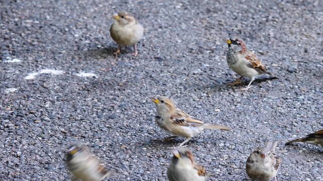 Close up sparrows looking for food on the ground on a sunny day