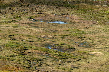 Winding swamp flows through lush green landscape