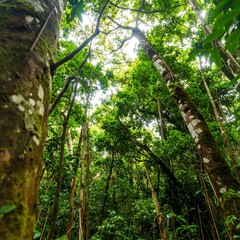 Obraz premium Lush Tropical Rainforest Canopy Sunlight Filtering Through Trees.