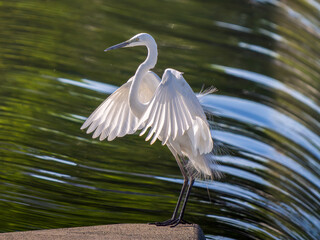 水辺のダイサギ