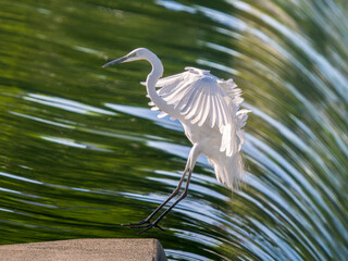 水辺のダイサギ