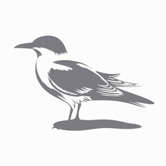 Fototapeta premium Elegant common tern standing gracefully, detailed feathered vector seabird design silhouette