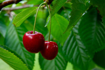 Red cherries hanging on green leaves during a sunny day in late spring