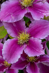 Vibrant purple clematis flowers bloom in a garden during the spring season showcasing nature's beauty
