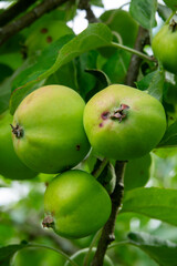 Fresh green apples hanging from tree branches in the orchard during late summer afternoon light