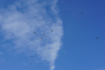 Storks with they young practising flying, learning to fly, wild birds, blue sky, Poland, storks
