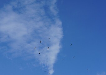 Storks with they young practising flying, learning to fly, wild birds, blue sky, Poland, storks