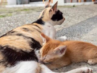 Mother cat feeding her kitten outdoors on a sunny day portrait