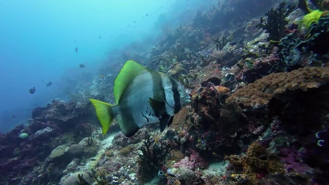 Raja Ampat, Indonesia: Underwater footage of bat fish in the Chicken reef in the Dampier strait in Raja Ampat in Indonesia Papua. Shot with a slow motion effect.