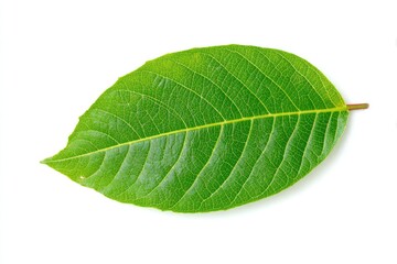 Obraz premium Single vibrant green leaf, oval shape, veined structure, isolated on white background