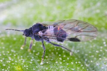 Common dogwood-grass aphid (Anoecia corni). A winged individual. A common species of aphid.