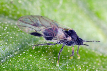 Common dogwood-grass aphid (Anoecia corni). A winged individual. A common species of aphid.