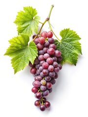 Fototapeta premium A small branch of grape vine with leaves and berries against a crisp white background