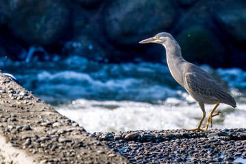 水辺のササゴイ
