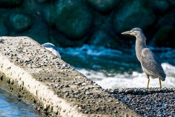 水辺のササゴイ