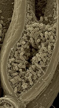 Microscopic View of Nitrogen-Fixing Bacteria within a Plant for Agricultural Science

