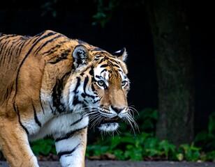 Obraz premium Tiger walking, zoo enclosure, close-up