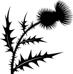 Obraz premium Thistle Plant with Spiky Leaves and Flower for Decorative Design