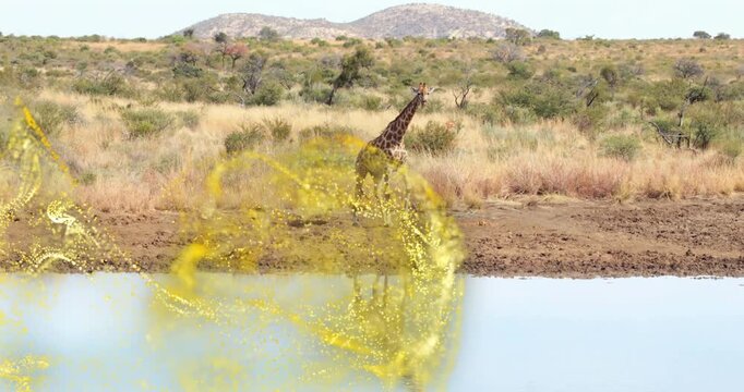 Swirl of golden particles emerging triggers giraffe walking along mud bank while scanning horizon