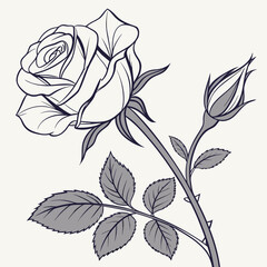 Elegant line art illustration of a blooming rose and a closed bud on a stem with leaves