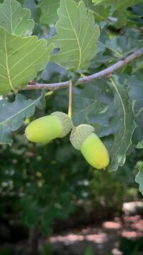 Stieleichel (Quercus robur), Zweig mit Eicheln und Bl&auml;ttern