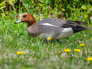 地面を歩くヒドリガモ