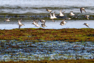 Sandregenpfeifer und Alpenstrandläufer im Flug an der Ostsee	