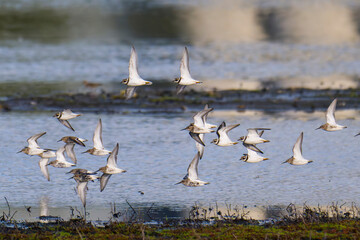Sandregenpfeifer und Alpenstrandläufer im Flug an der Ostsee	