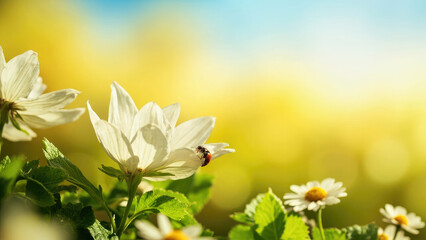 White flowers with a ladybug on a petal against a blurred yellow and blue background insect