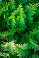 Stunning top view of lush green fern leaves creating peaceful relaxing nature background, serene tropical garden foliage for eco wallpaper, natural decoration and botanical inspire wall art design