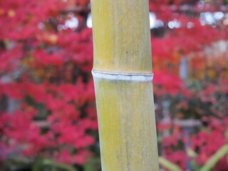 竹が彩る和風の静寂な風景