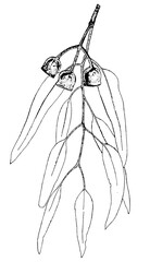 Black and white line drawing of the gum nuts and leaves of a Red Iron Bark tree. Eucalyptus sideroxylon