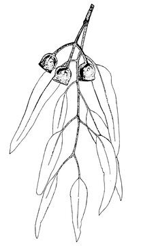 Black and white line drawing of the gum nuts and leaves of a Red Iron Bark tree. Eucalyptus sideroxylon