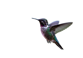 Beautiful hummingbird in flight isolated on transparent background