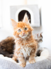 orange maine coon kitten sits on soft surface playing and showing its fluffy fur in cozy environment