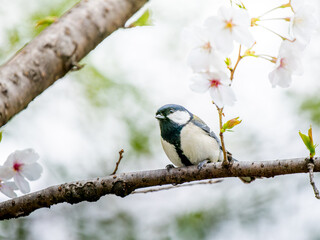 桜とシジュウカラ