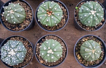 Various Astrophytum Asterias cactus also called the Star Cactus desert plant in pots