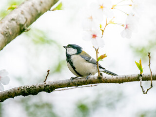 桜とシジュウカラ