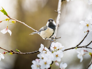 桜とシジュウカラ