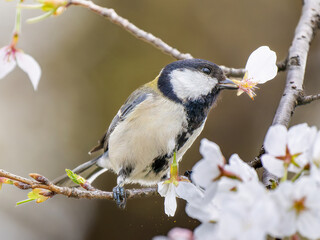 桜とシジュウカラ