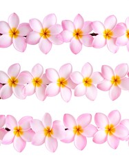 Three rows of pink plumeria flowers