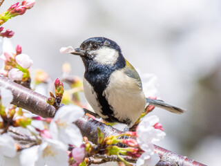 桜とシジュウカラ