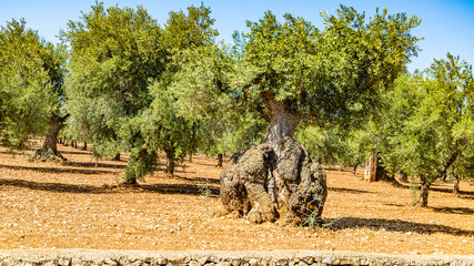 Olive Tree in Apulia Puglia region in south Italy