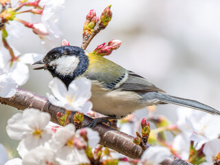 桜とシジュウカラ