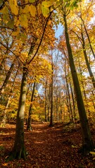 Naklejka premium Autumn forest path with golden leaves