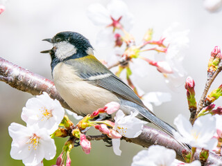 桜とシジュウカラ