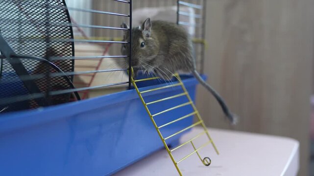 Cute degus squirel in a cage closeup. Demestic octodon pet.	