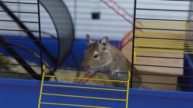 Cute degus squirel in a cage closeup. Demestic octodon pet.	