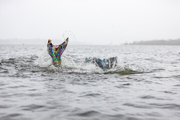 Mermaids breaching at Rayrigg Meadow, Windermere - two ladies with mermaid tails swim in the mist on Lake Windermere
